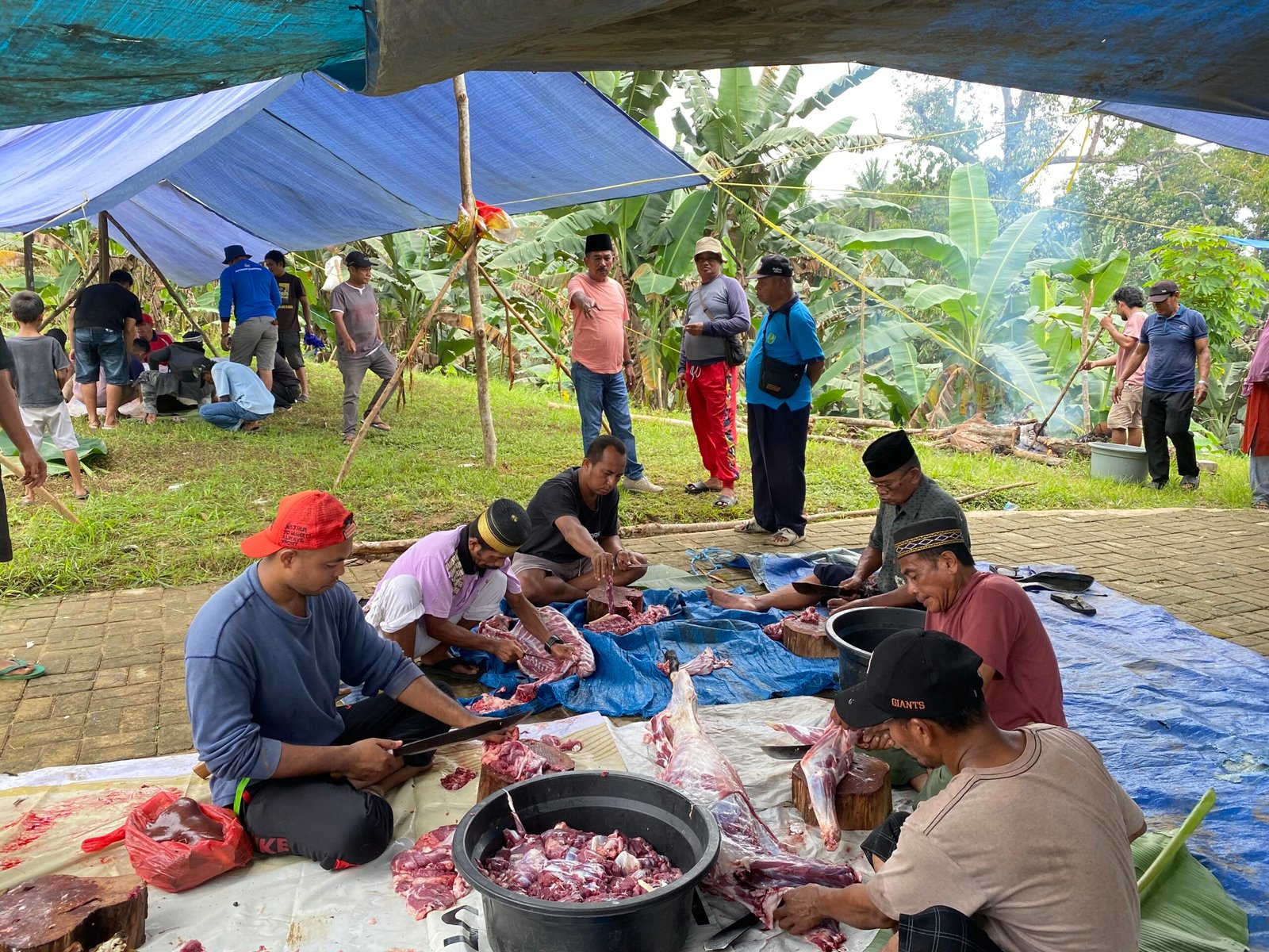 Rayakan Iduladha 1446 Hijriah, Keraton Kainmas Potong 5 Ekor Hewan Kurban di Himba