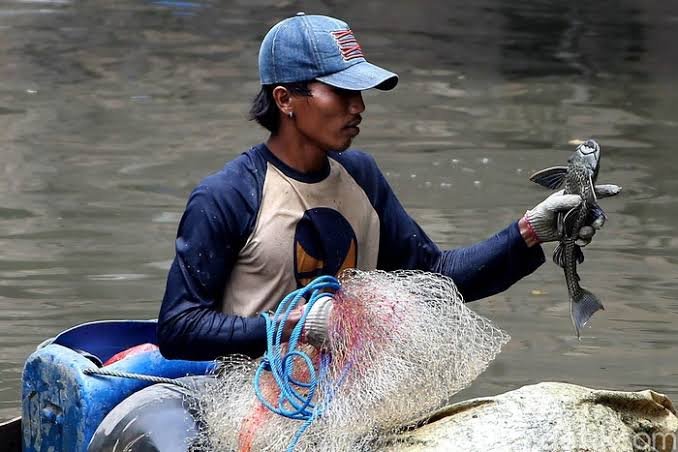DKPKP DKI Soroti Perbedaan Bahan Siomai Tenggiri dan Ikan Sapu-Sapu