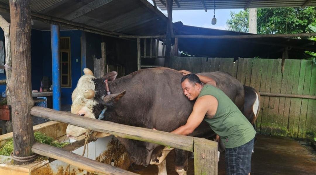 Prabowo Salurkan 13 Sapi Kurban Jumbo untuk Kaltim dan Kawasan IKN