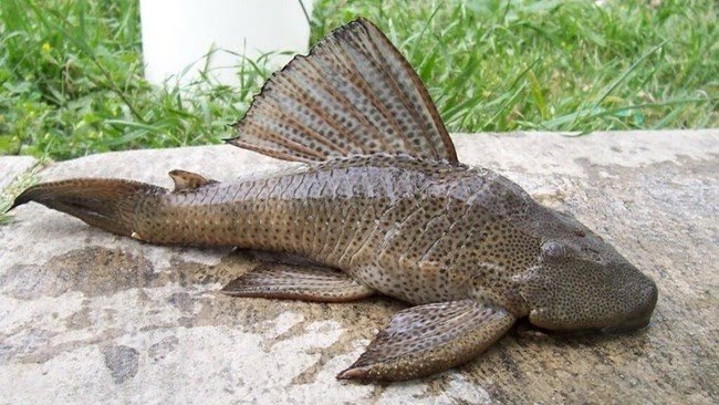 Ikan Sapu-Sapu Kaya Protein, Namun Terkandung Risiko Logam Berat yang Perlu Diwaspadai