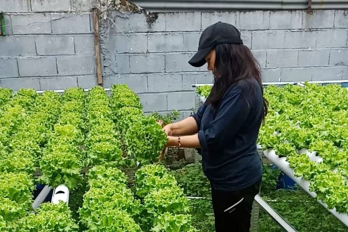 IRT di Situbondo Sukses Kantongi Rp2 Juta per Bulan dari Hidroponik Lahan Sempit
