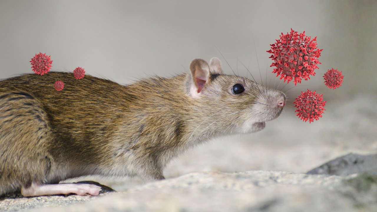 Antisipasi Hantavirus, Kemenkes Aktifkan 51 Balai Karantina Kesehatan