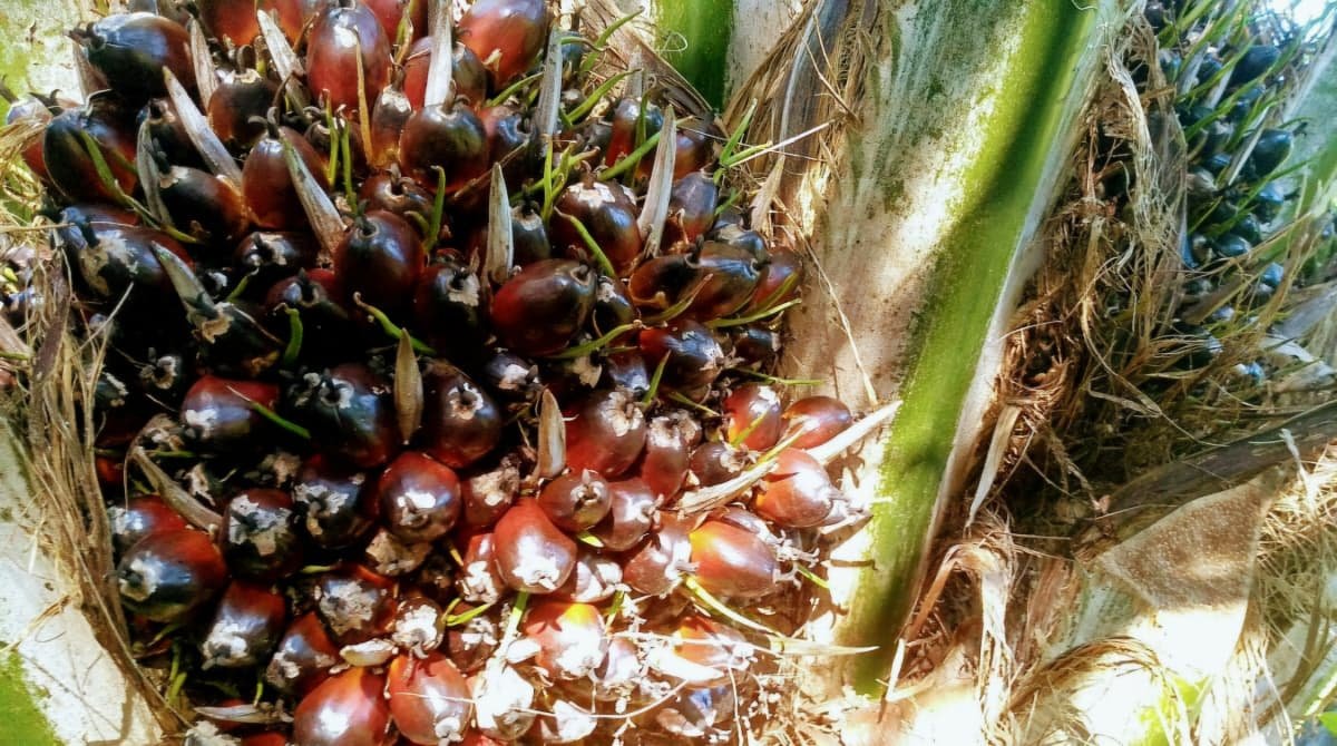 Penerapan B50 Dinilai Buka Peluang Baru bagi Petani Sawit di Kaltim