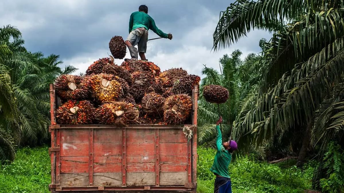 GAPKI Kaltim Dorong Kalimantan Jadi Sentra Sawit Terbesar Nasional