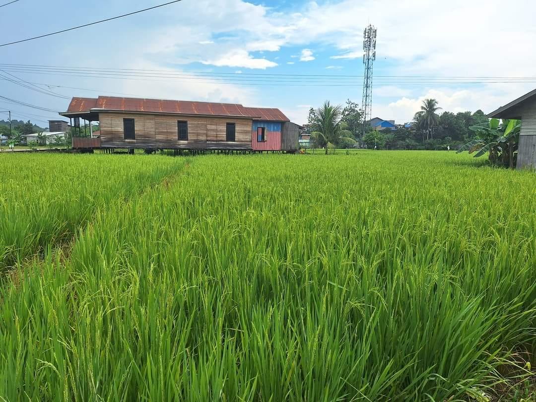 Kekeringan di Samarinda Tembus 80 Hektare, Padi hingga Sayuran Terancam Gagal Panen
